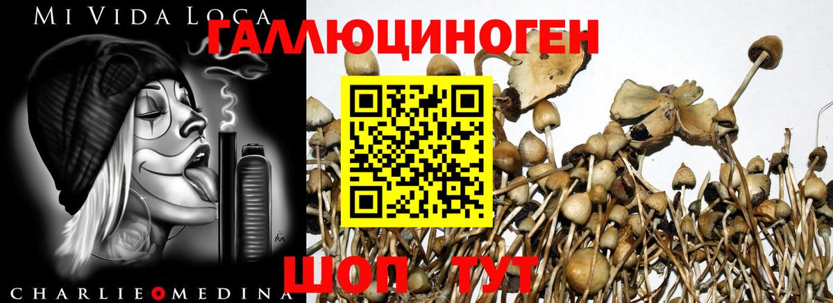 Кудрово  Псилоцибиновые грибы Magic Shrooms  Вход с VPN 